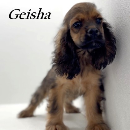puppy, for, sale, Cocker Spaniel, Joe & Cherri  Overlease, dog, breeder, Miller, MO, dog-breeder, puppy-for-sale, forsale, nearby, find, puppyfind, locator, puppylocator, aca